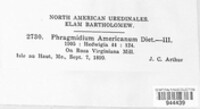Phragmidium americanum image